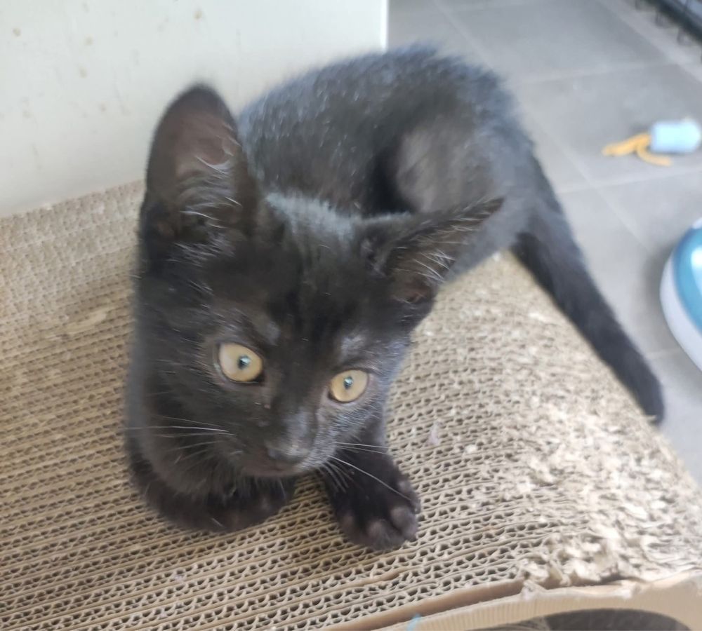 Edi i Fredi czarne kotki kot kociak oddam za damro do adopcji