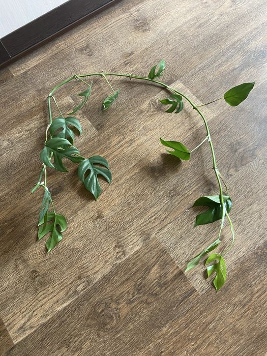 Монтера мініма | Monstera Minima