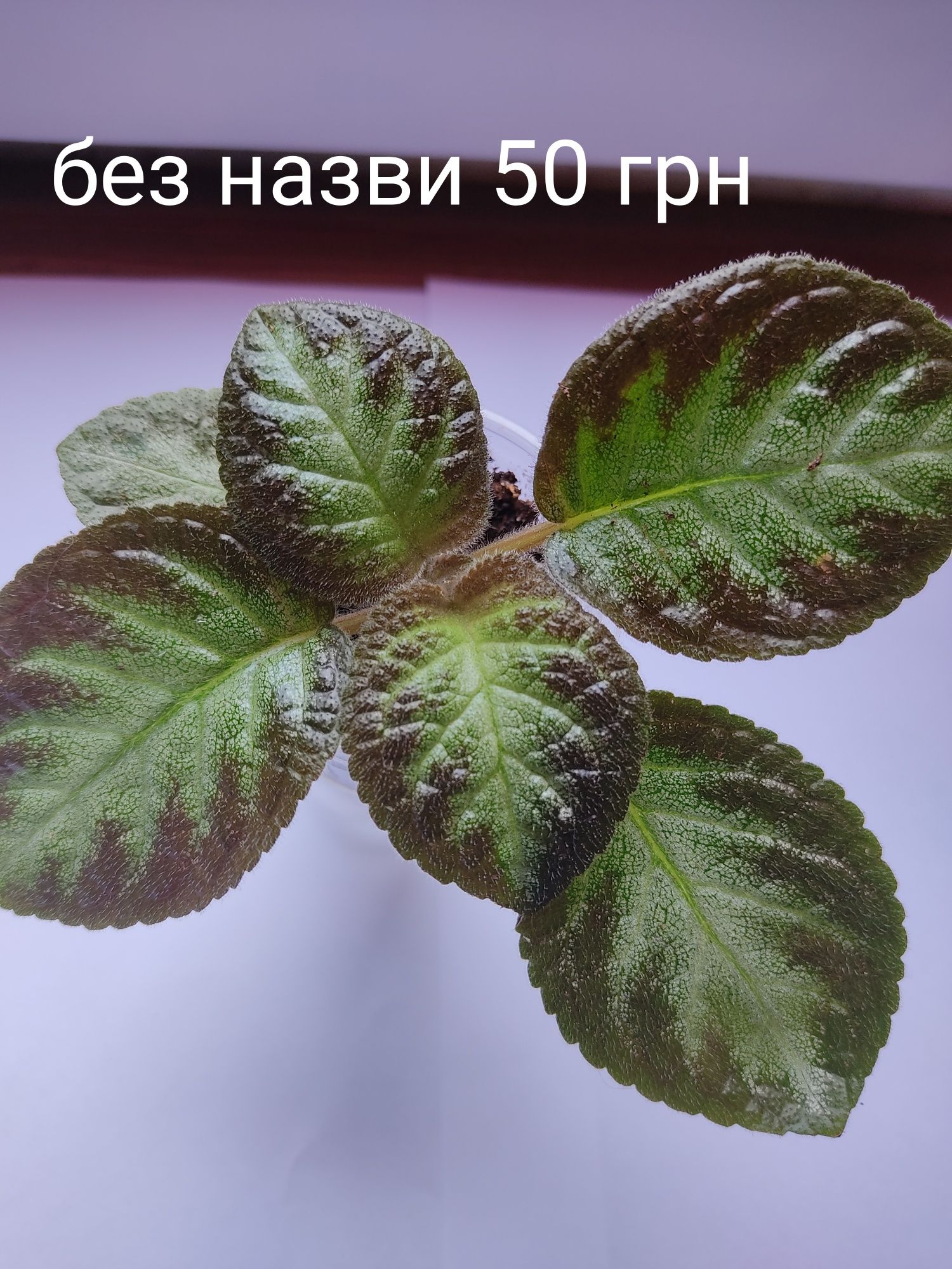 Епісцї 50грн.Висилаю Новою Поштою при сприятливих умовах Укрпоштою.Мін