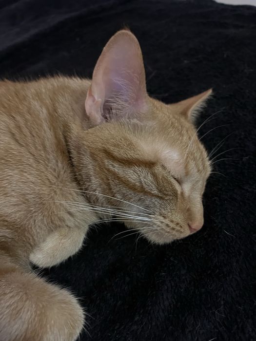 oddam dwa koty do kochajacego domu