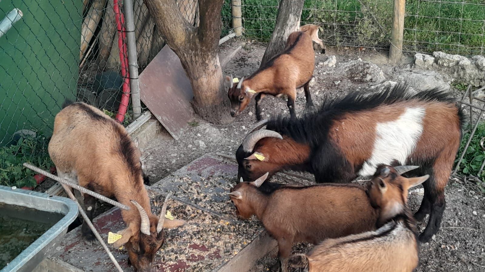 Cabras anãs habituadas a outros animais