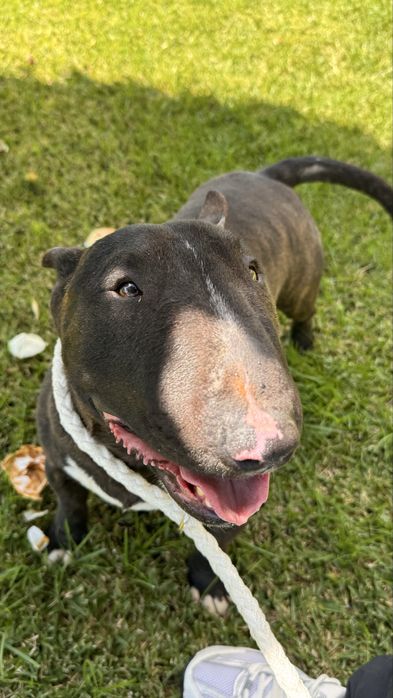 Bull terrier miniatura macho