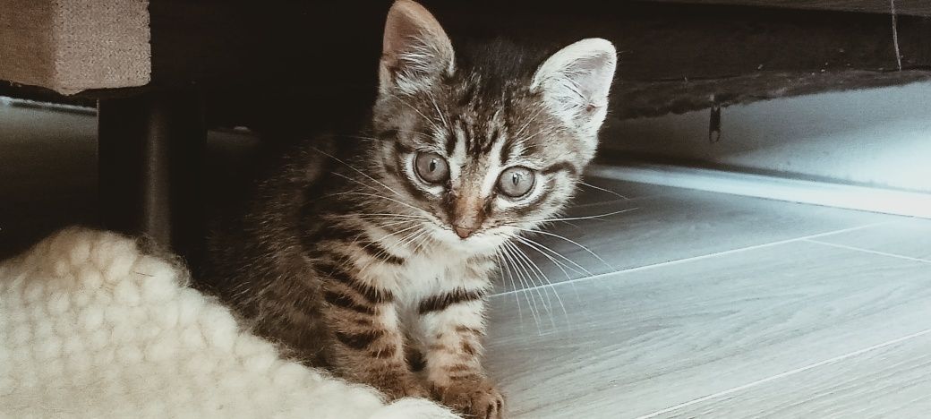 Подарую муркотливе кошеня, є відео