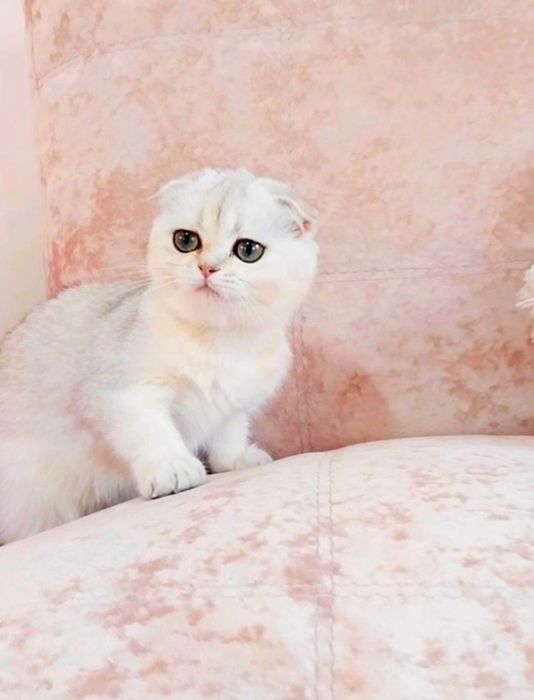 Висловуха дівчинка красунечка чекає на свою сім'ю