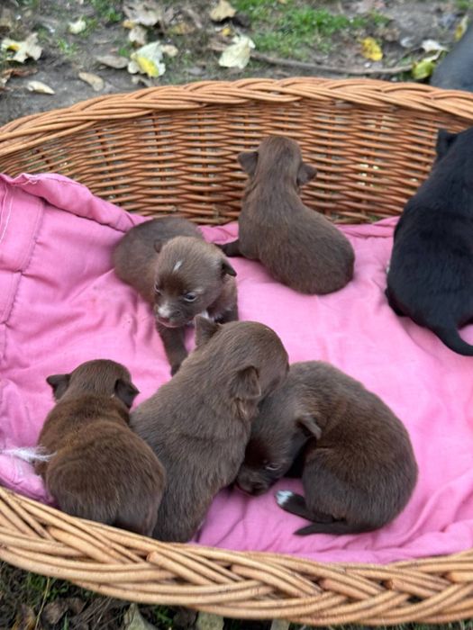 Щеночки —будут до 6-7 кг