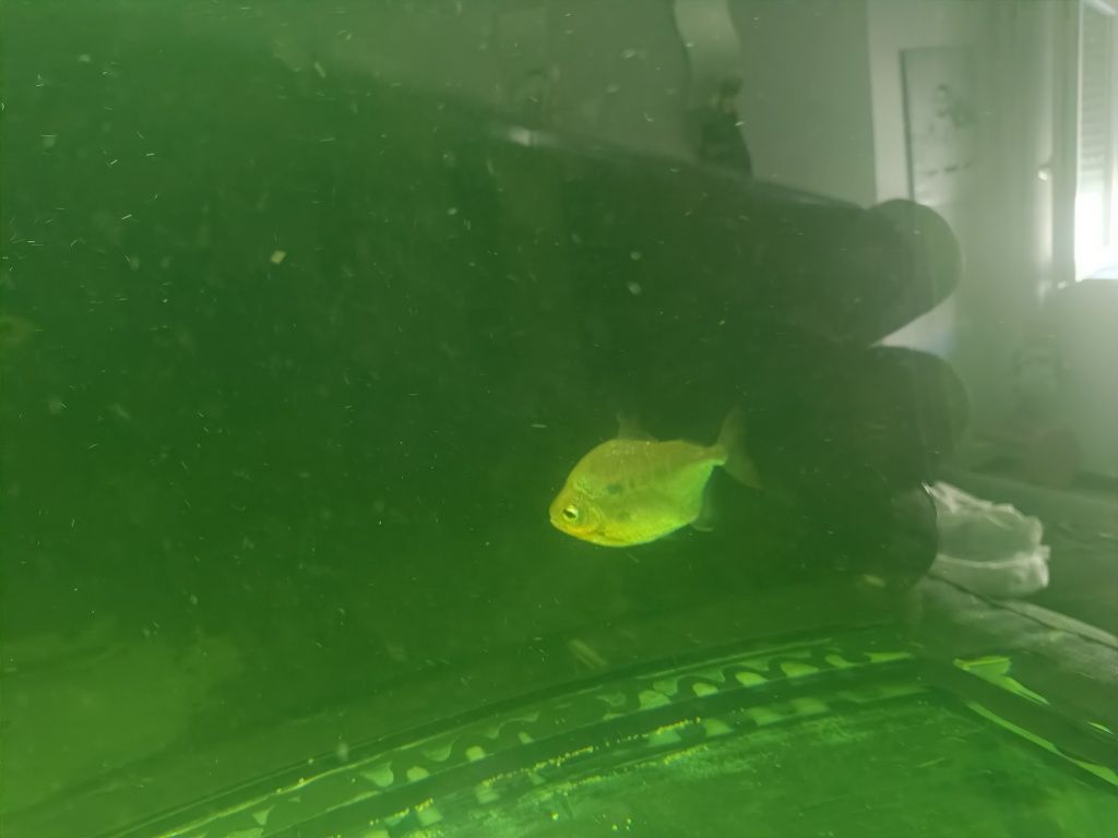 Troco por algum peixe Monster fish mesmo pequeno