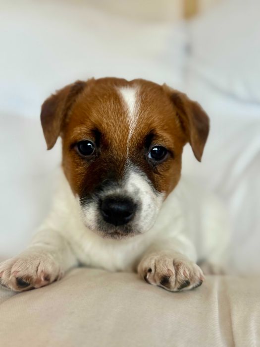Jack Russell Terrier od # S M A R T I E * J A C K S # rodzice ZKwP/FCI