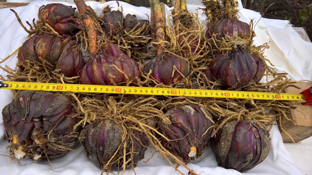 Белые королевские  лилии,  луковицы .