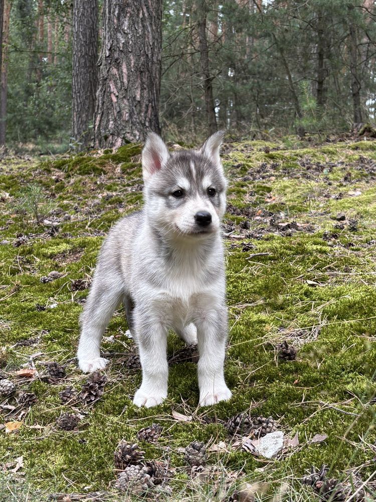 Husky – urocze szczenię z rodowodem, gotowe do odbioru!