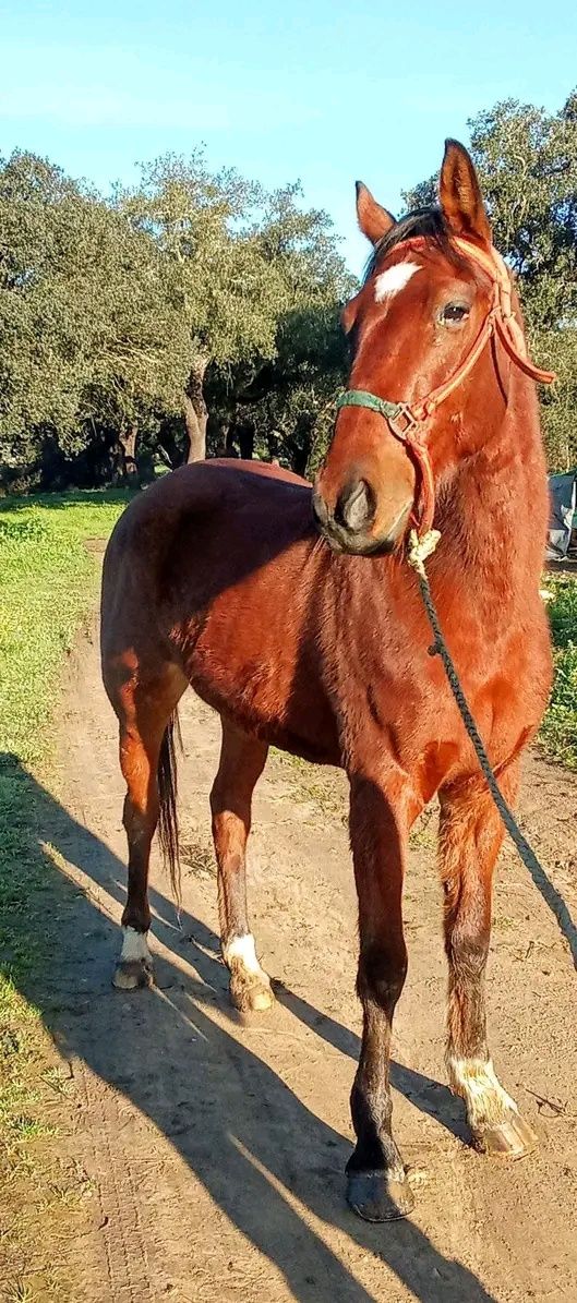 Cavalo masso obstáculo