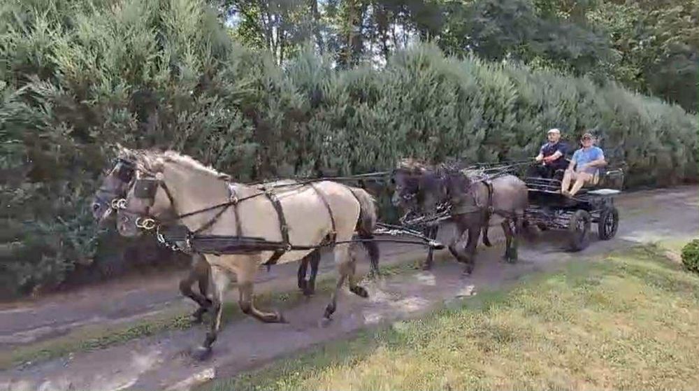 Koniki polskie odsadki od hodowcy ogierek i klaczki