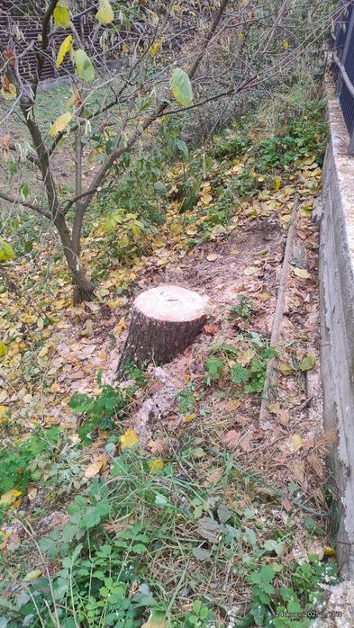 Спил дерев, підрізка аварійних сухих дерев-гілок