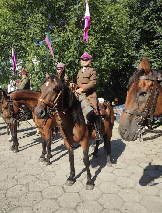 Dorita - piekna klacz w typie slazkim na sprzedaż