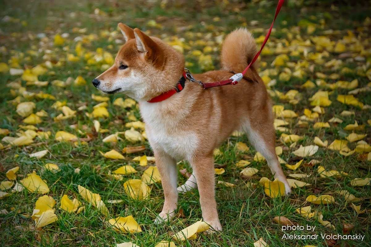 Шиба, шиба-іну, Сіба , сіба-іну, shiba-inu, цуценята TODAISOU