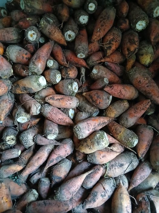 Продам буряк кормовий