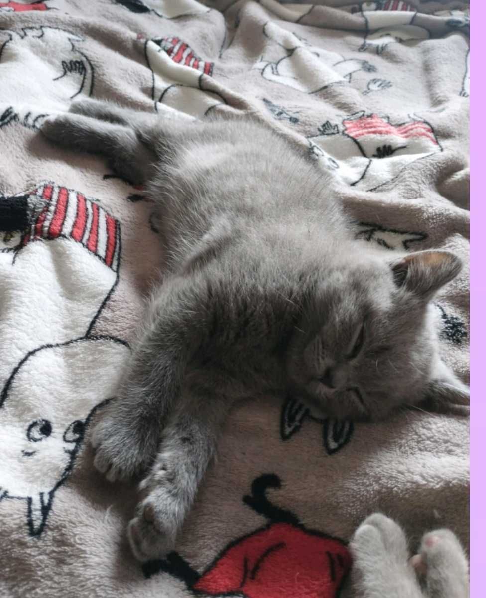 Kocurek Brytyjski niebieski Cat Club Sopot FPL