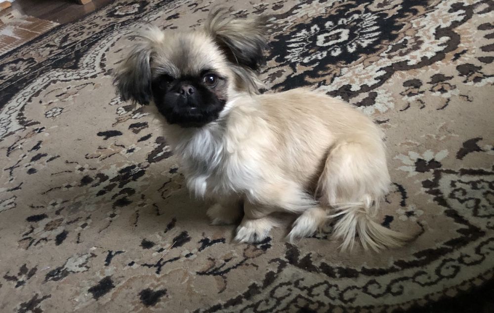 Королівські пекінеси