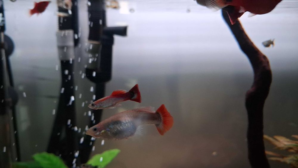 Guppy's Machos para venda