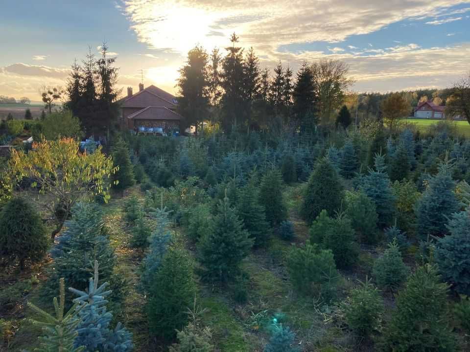 Choinki, drzewka świąteczne, plantacja