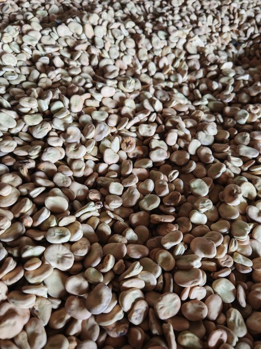 Sprzedam Bób Bachus