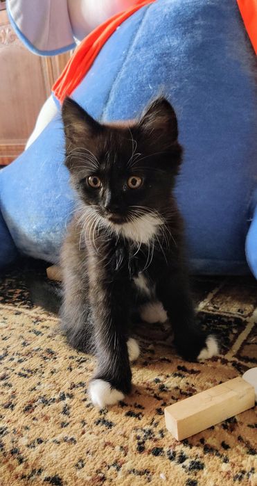 Віддам кошеня в добрі руки