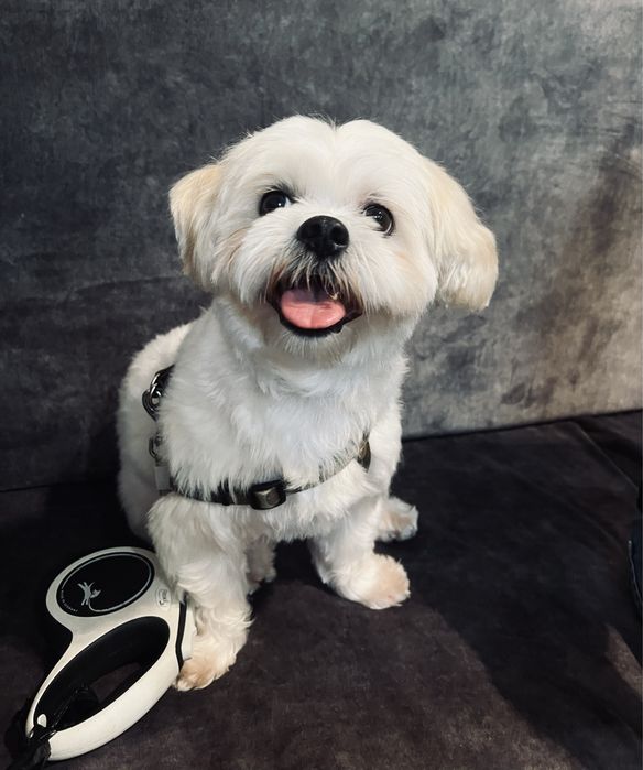 Вязка ищу невесту