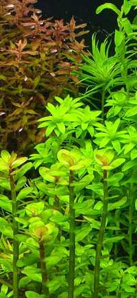 Carbo 1000ml - Twoje rośliny w akwarium WYBUCHNĄ