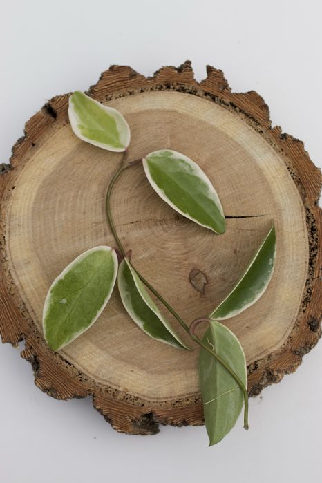 Хойя Krimson Queen