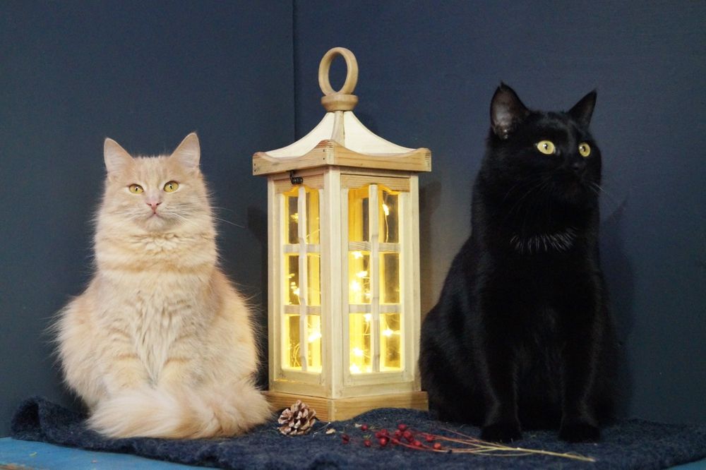 Гармонійна парочка котиків чекають на свою  родину