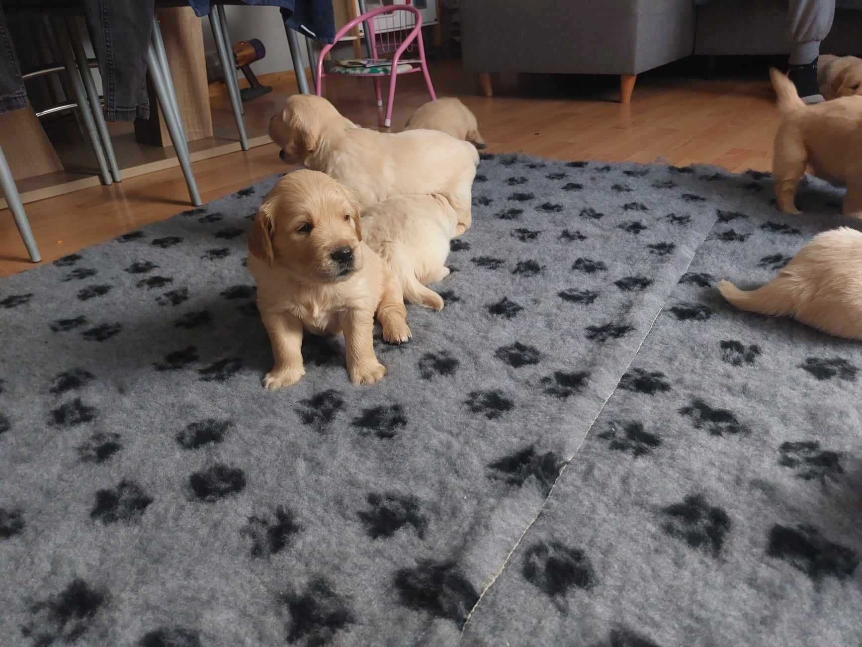 Szczeniak Golden Retriver z hodowli należącej do ZKwP/ FCI