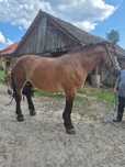 Witam Sprzedam klacz