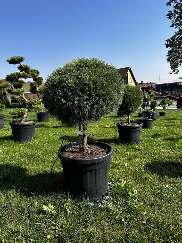 Sosna wejmutka na pniu, pinus strobus minima