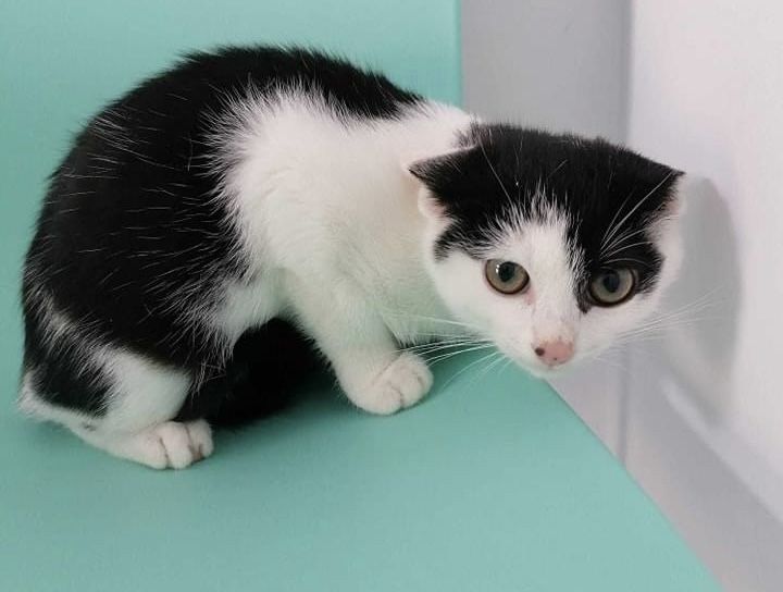 Zosia i Figa - cudowne kotki rozgladaja się sa domkiem