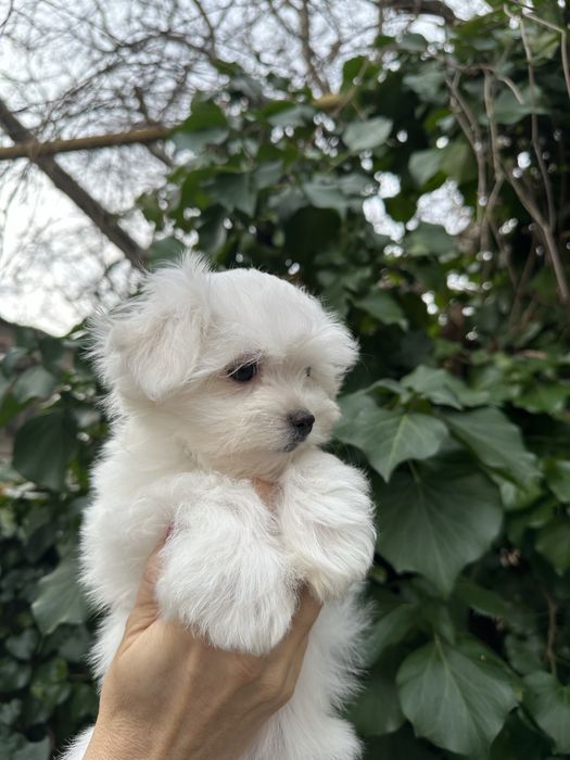 Хлопчик мальтезе