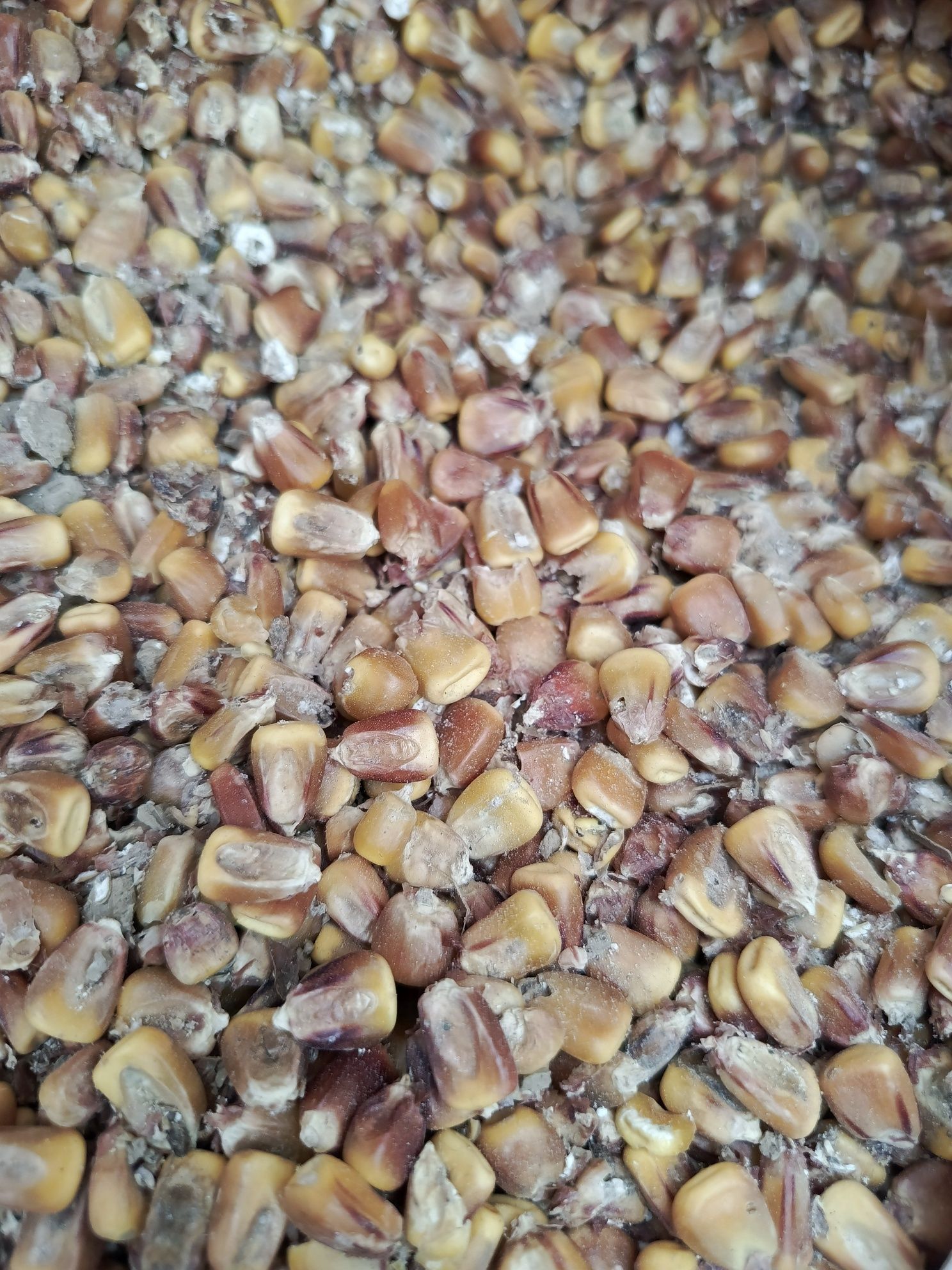 Продам зерно кукурудзи