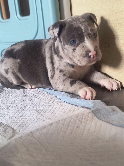 Amerycan Stafford terrier  suczka