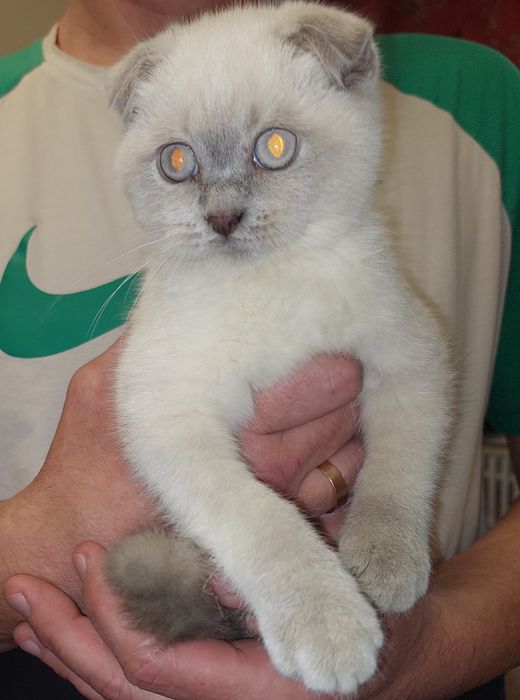 Шотландская вислоухая Девочка. Харьков!