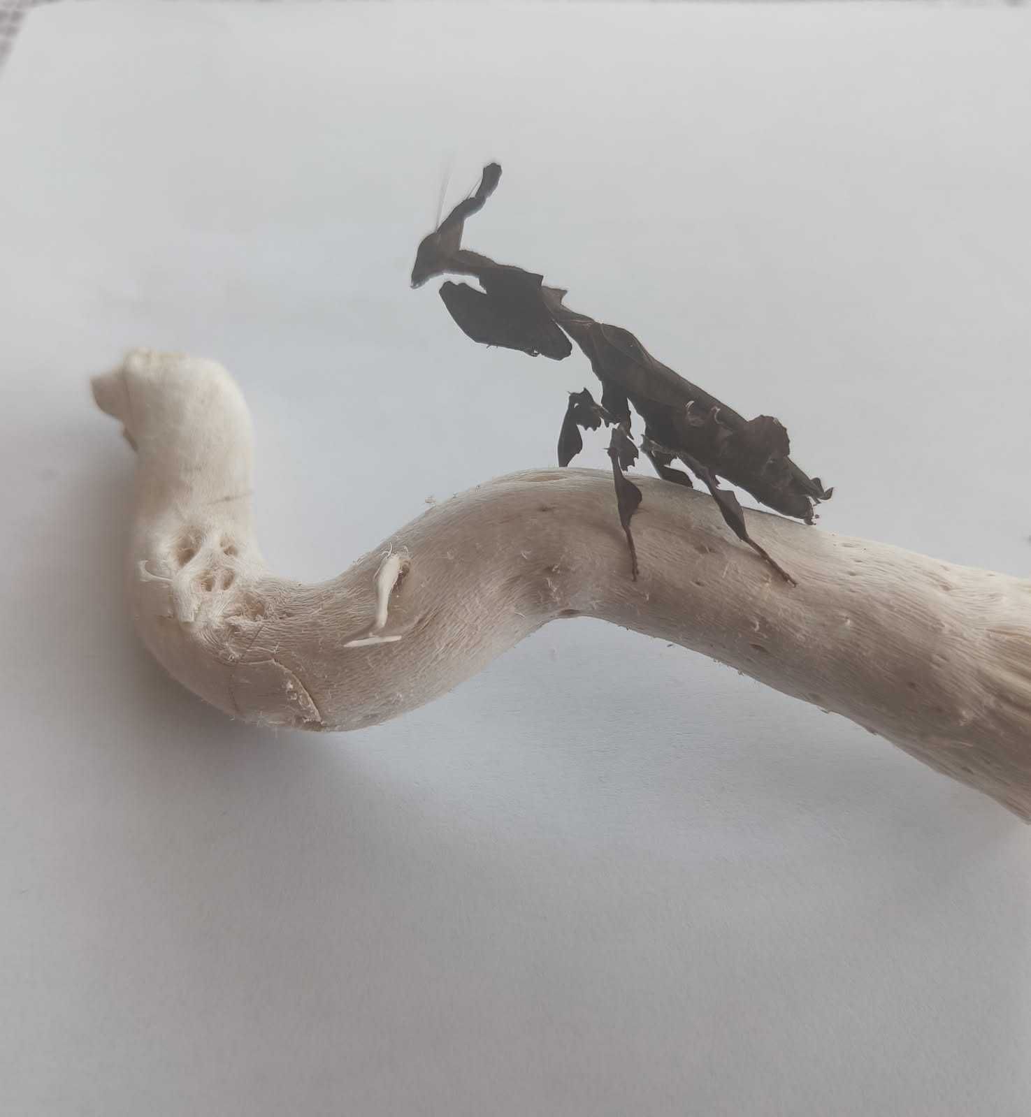 Modliszka liściogłowa Phyllocrania paradoxa
