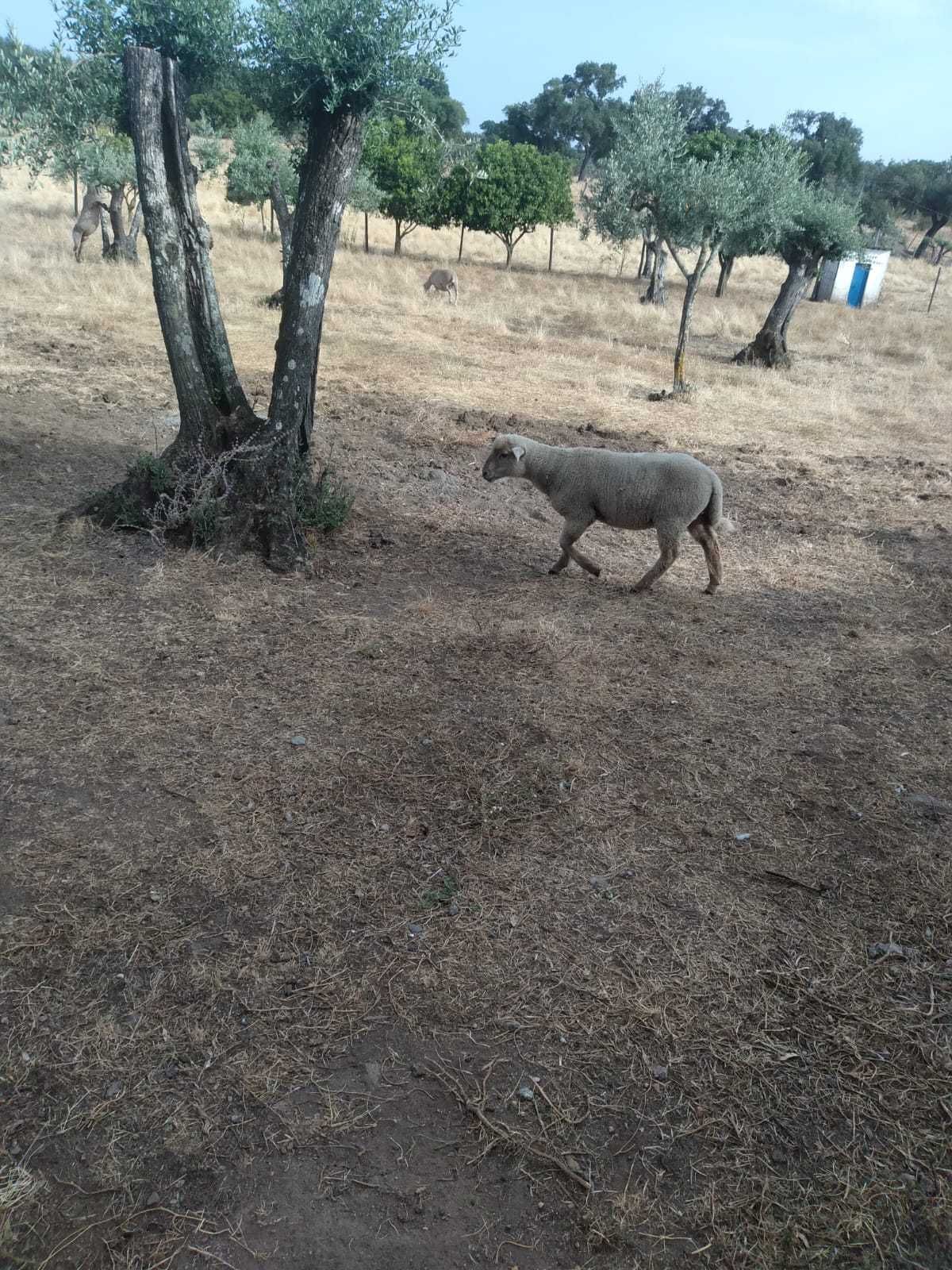 Vende se borrego