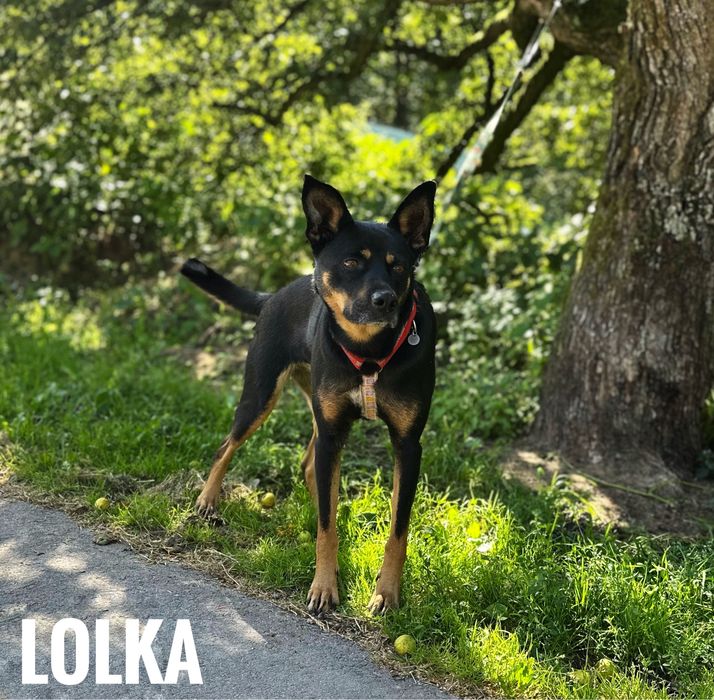 Kochana wesola 1,5 roczna Lolka adopcja