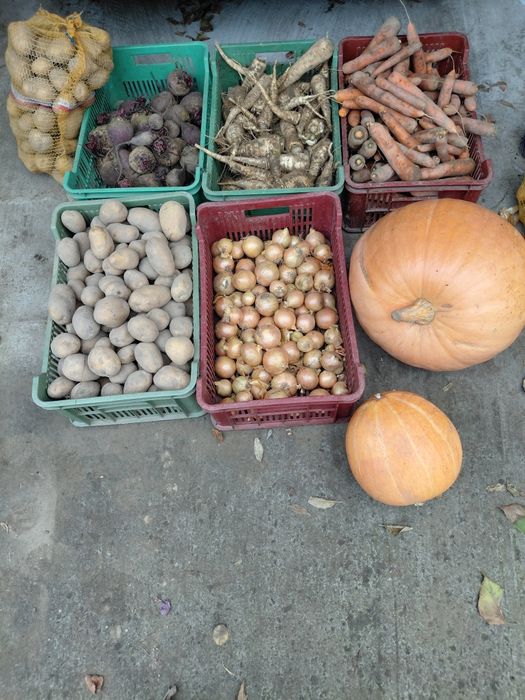 Warzywa ziemniaki/cebula/Por/ seler/ marchew/pietruszka