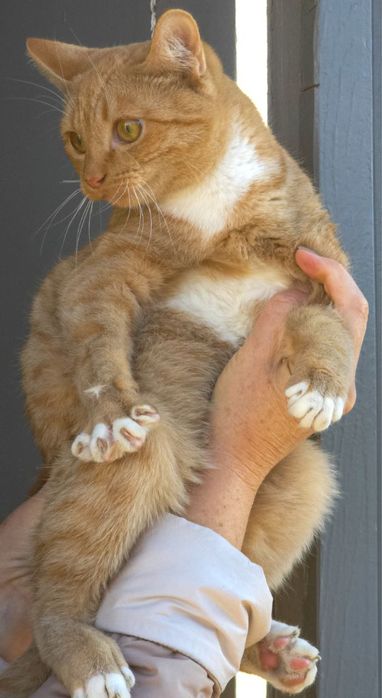 Хлопчик- підліток в добрі руки