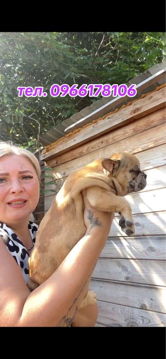 Дівчинка блакитно-палевий мерле