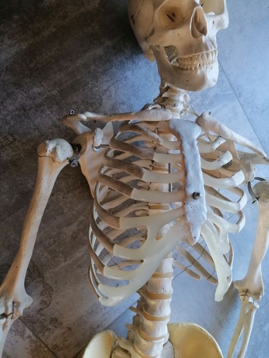 Szkilet edukacyjny człowieka  150 cm