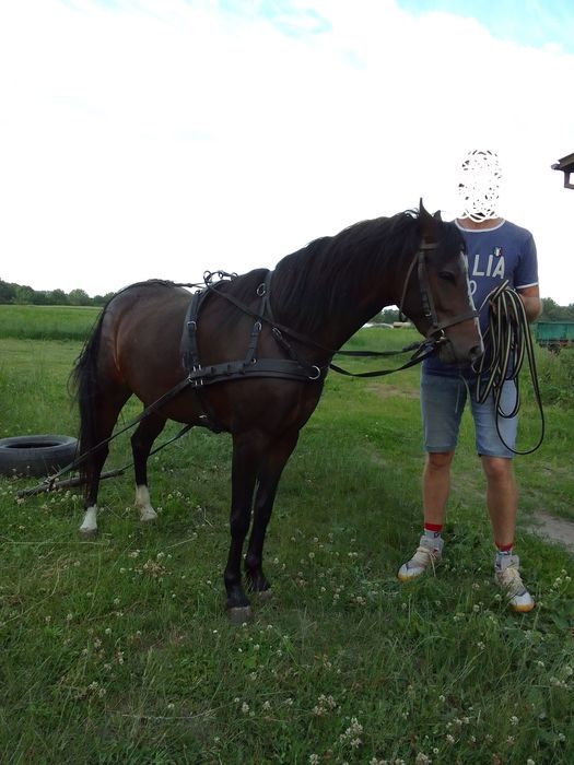 Sprzedam klacz kuc walijski ze źrebakiem