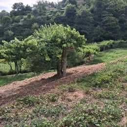 Vendo terreno rustico com casa de apoio