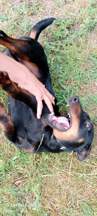 Ягдтер`єр,   в`язка