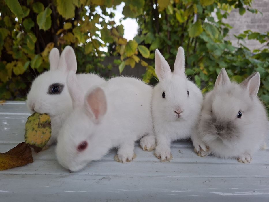 Sprzedam maluszki króliki karzełki (miniaturki)