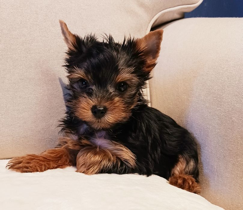 York,mała sunia, rodowód.