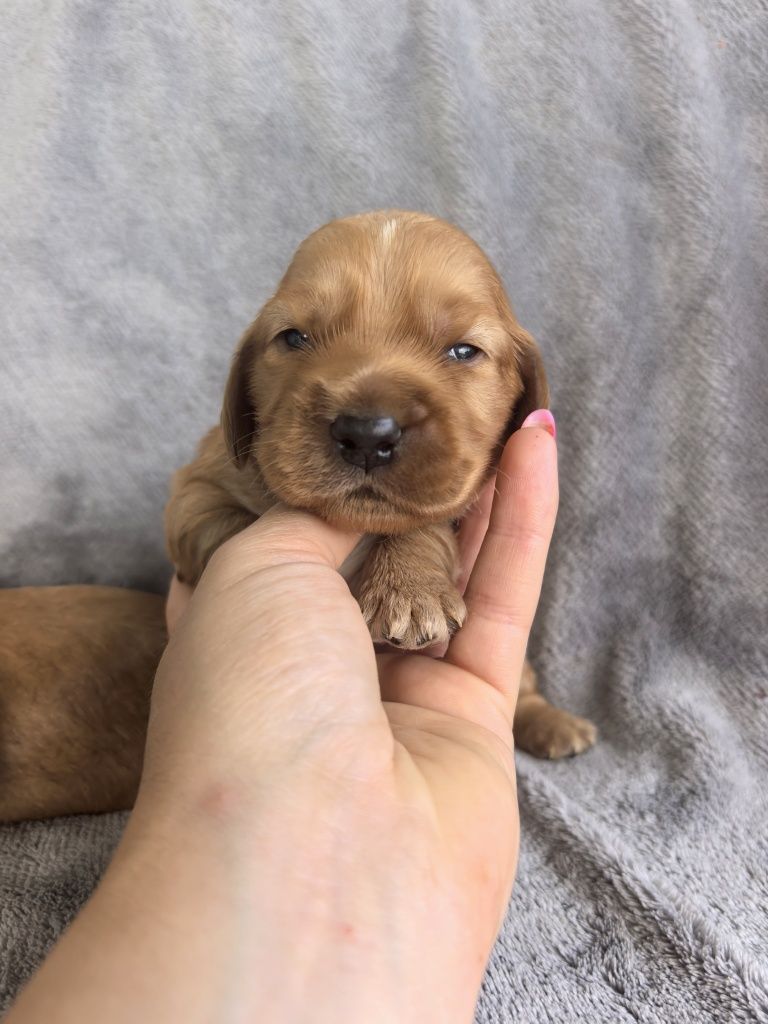 Śliczny szczeniak cocker spaniel